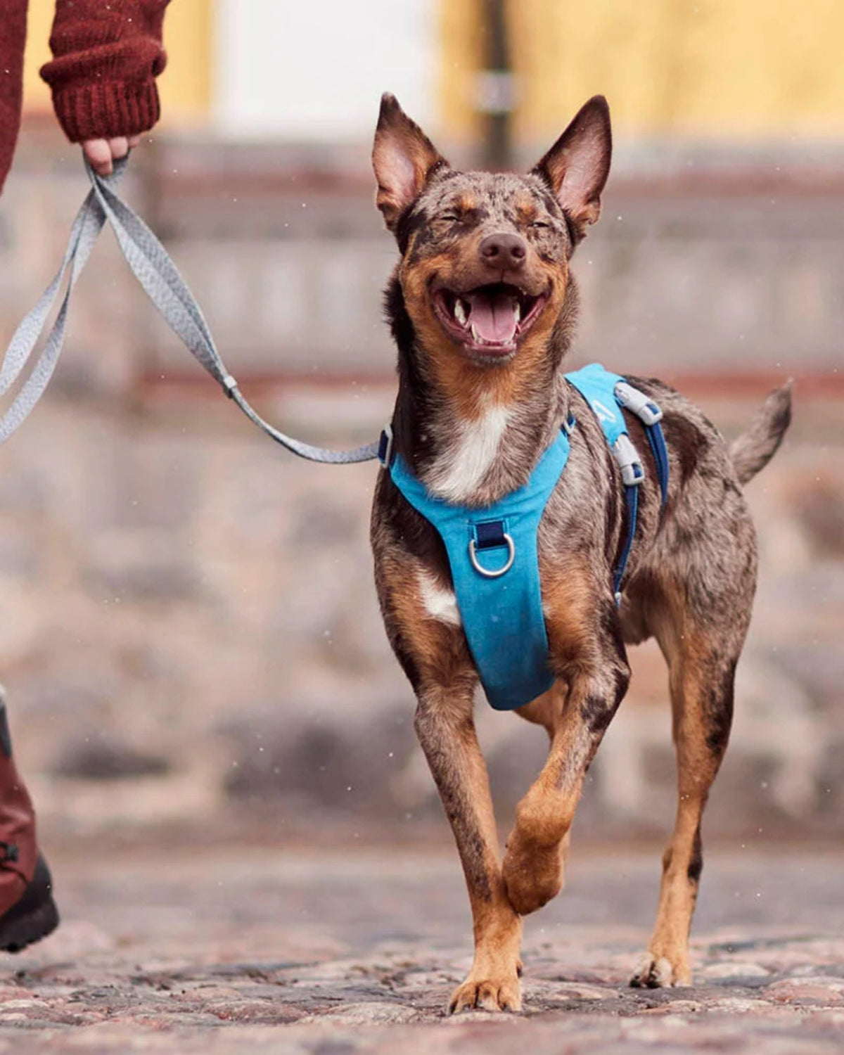Kaçış Önleyici Köpek Göğüs Tasması Hurtta Safeguard Harness ECO