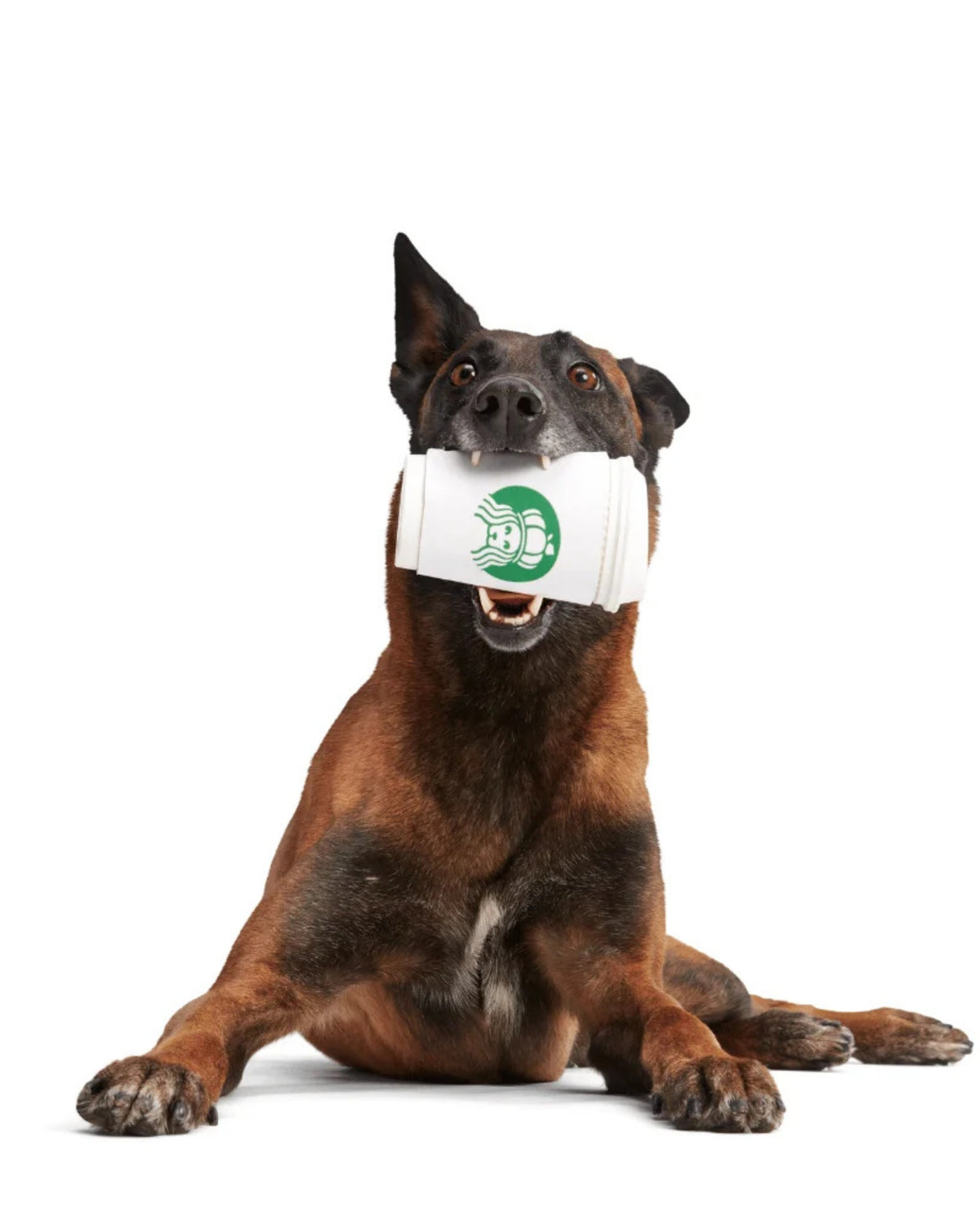 Kahve Bardağı Figürlü Ödül Dağıtan Sert Çiğneyici Köpek Oyuncağı BARK Pupkin Spice Yappucino