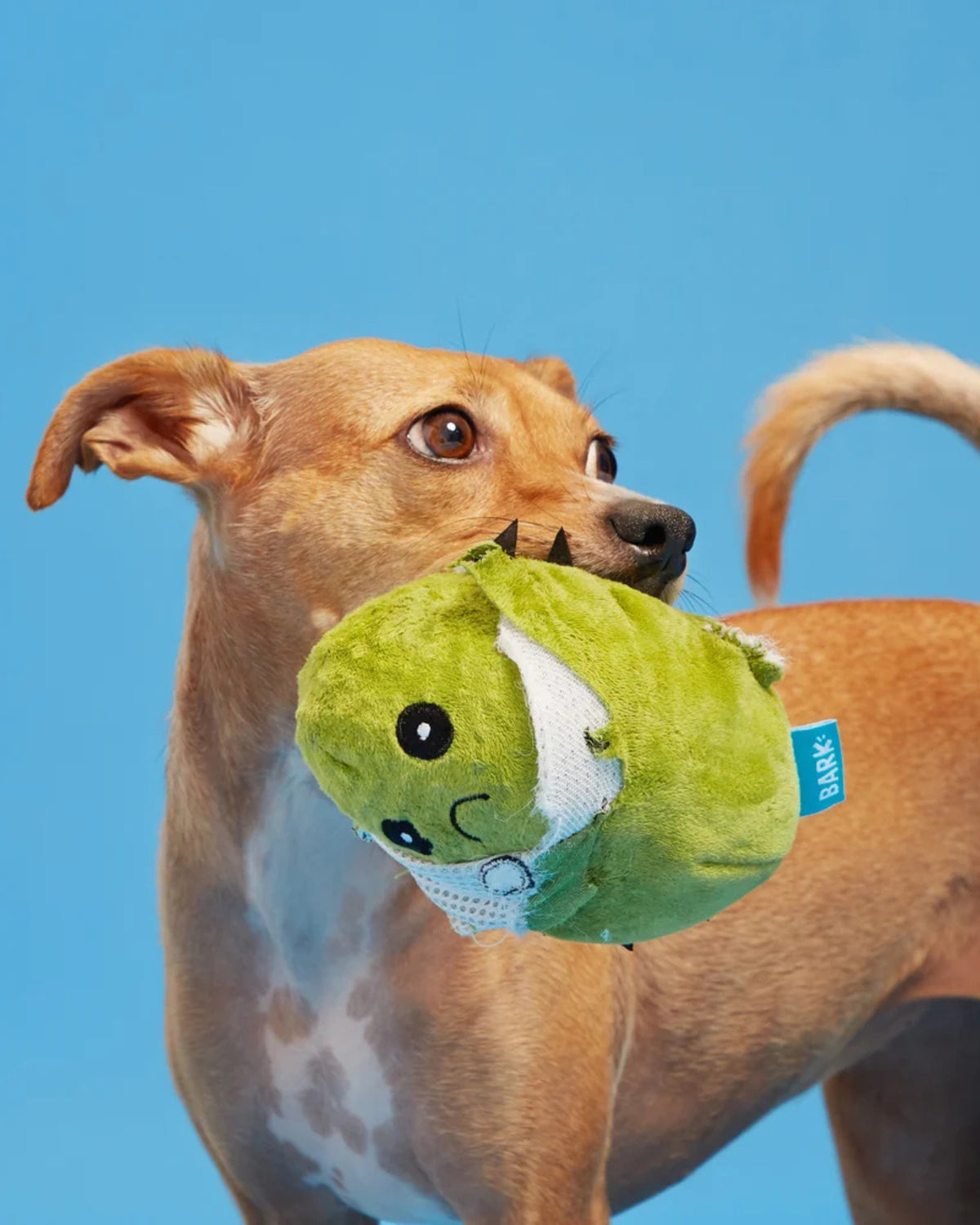 Kaktüs Figürlü 2'si 1 Arada Peluş Köpek Oyuncağı BARK Consuela the Cactus