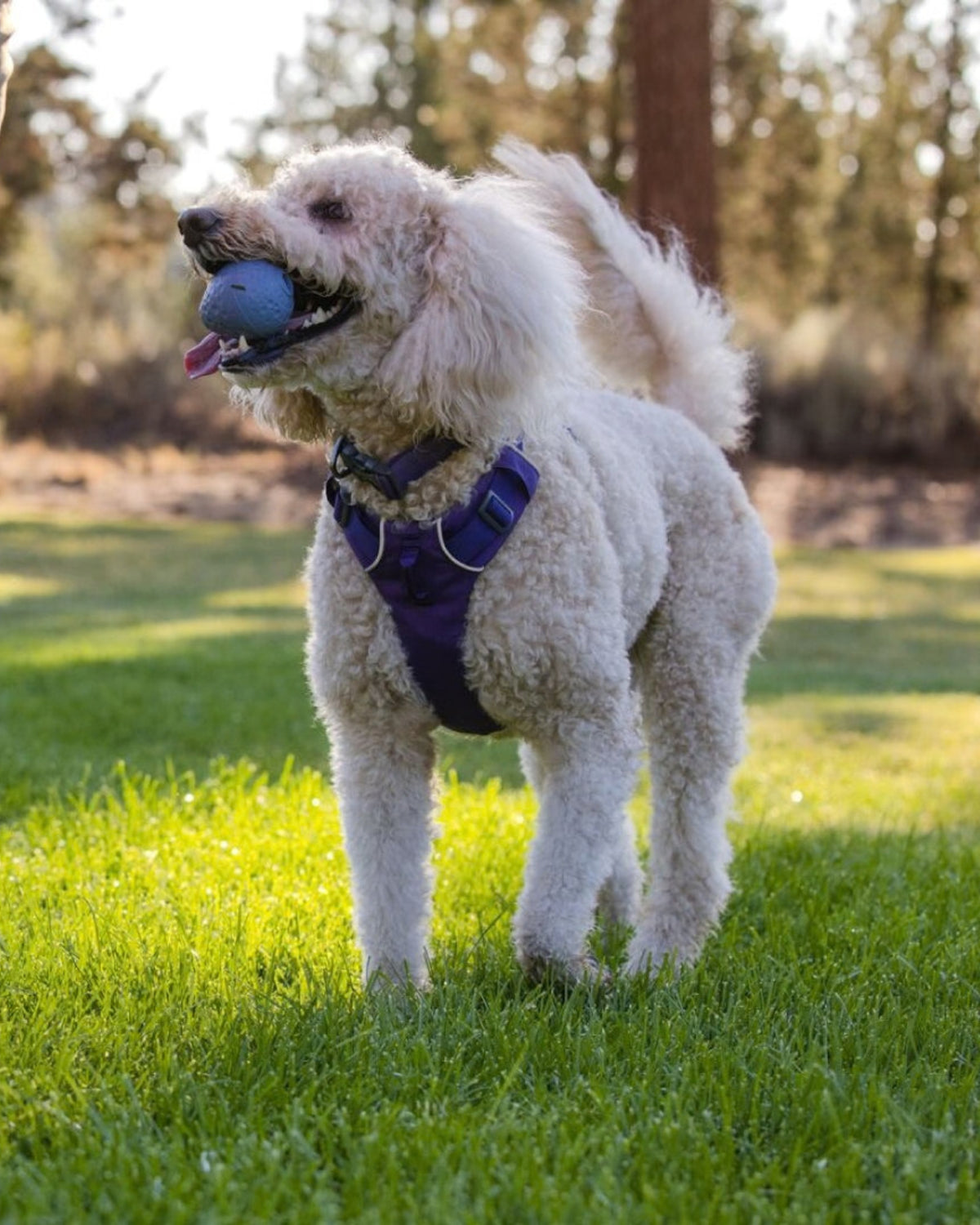 Kauçuk Fırlatma Topu Ruffwear Turnup
