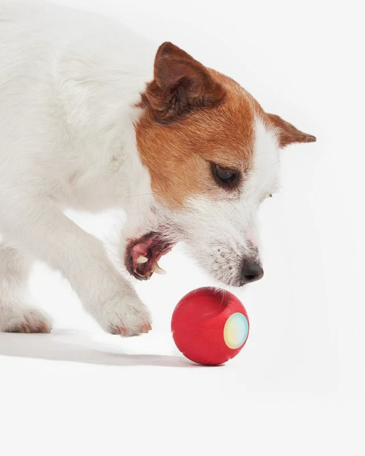 Kendi Kendine Yuvarlanan Işıklı Şarjlı Küçük Irk Köpek Topu Cheerble Wicked Ball SE