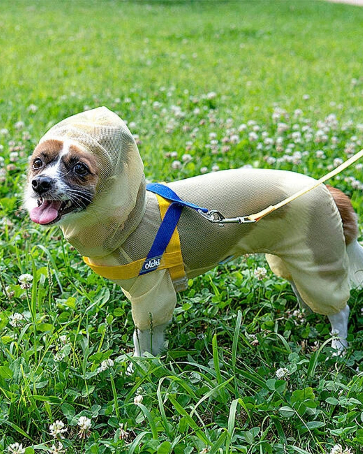 Kene ve Böceklere Karşı Koruyucu File Köpek Tulumu Olchi Bug Shield Mesh Suit