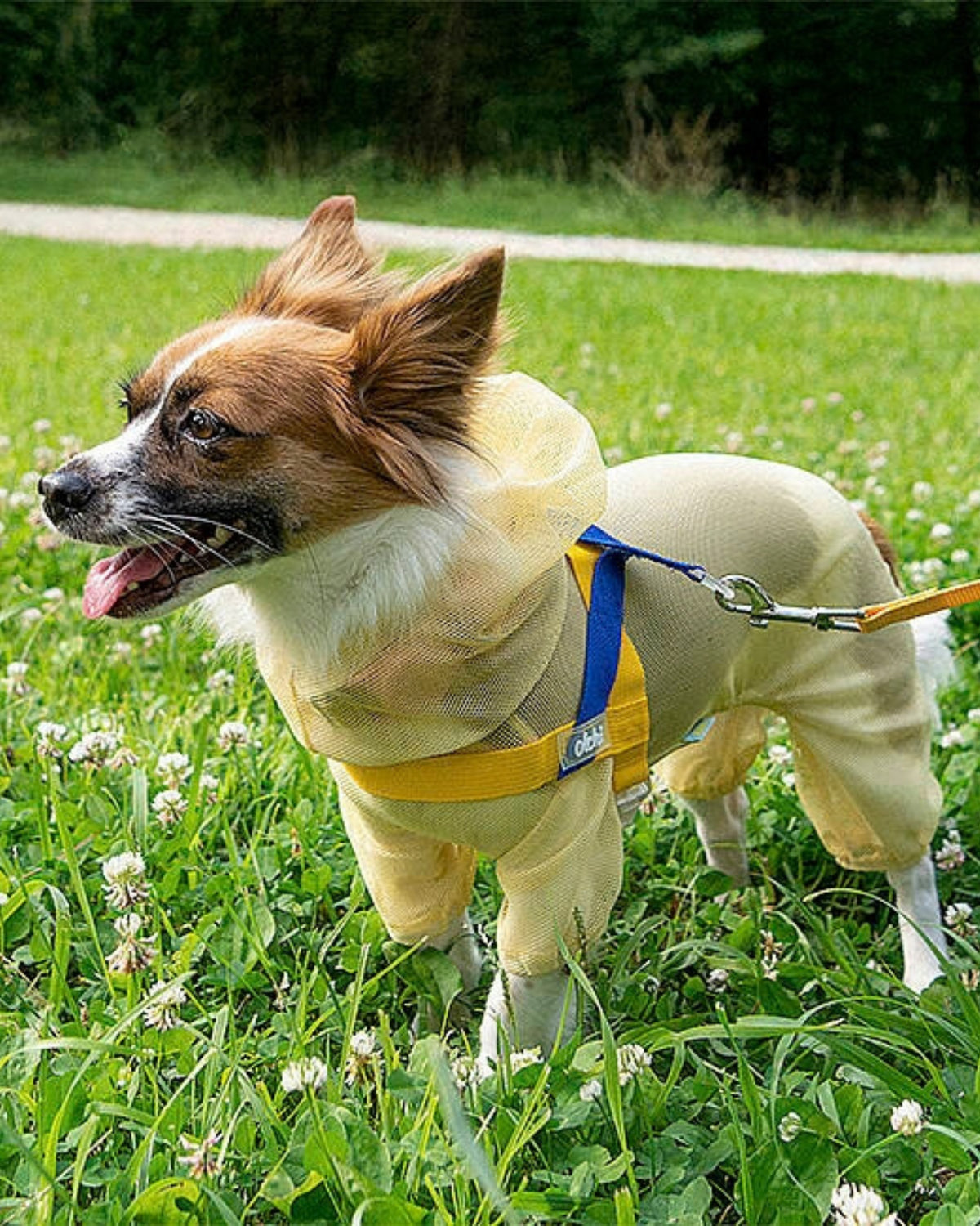 Kene ve Böceklere Karşı Koruyucu File Köpek Tulumu Olchi Bug Shield Mesh Suit