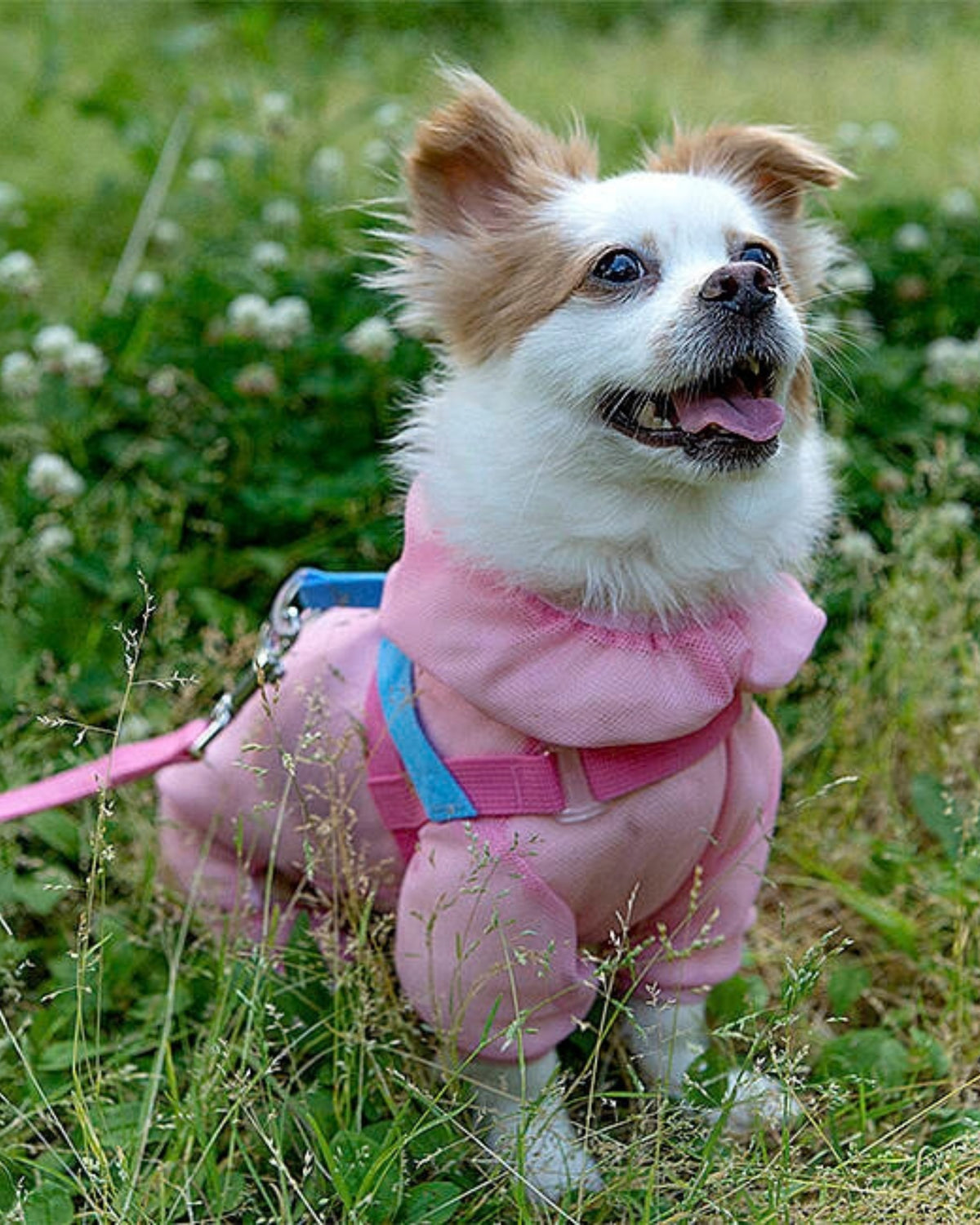 Kene ve Böceklere Karşı Koruyucu File Köpek Tulumu Sarı Olchi Bug Shield Mesh Suit