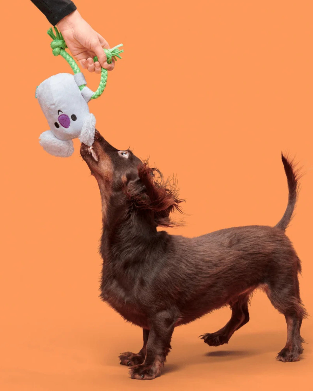 Koala Figürlü İpli Peluş Köpek Oyuncağı BARK Koa Koala