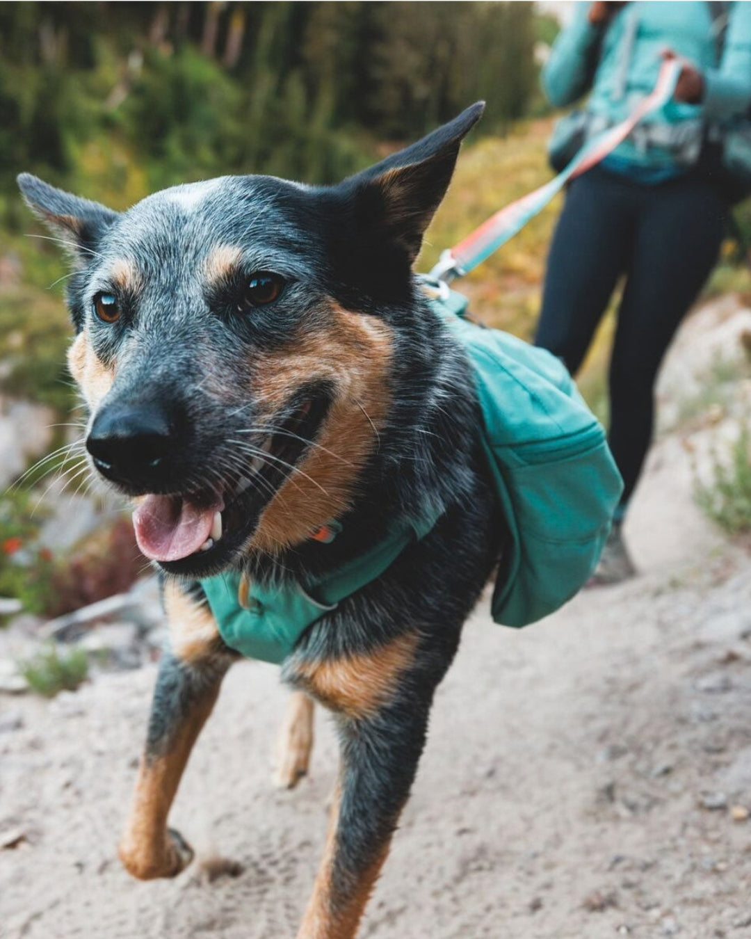 Köpek Sırt Çantası Ruffwear Front Range Day Pack