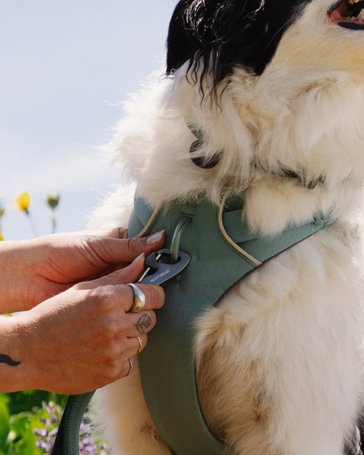 Köpek Gezdirme Tasması Ruffwear Front Range