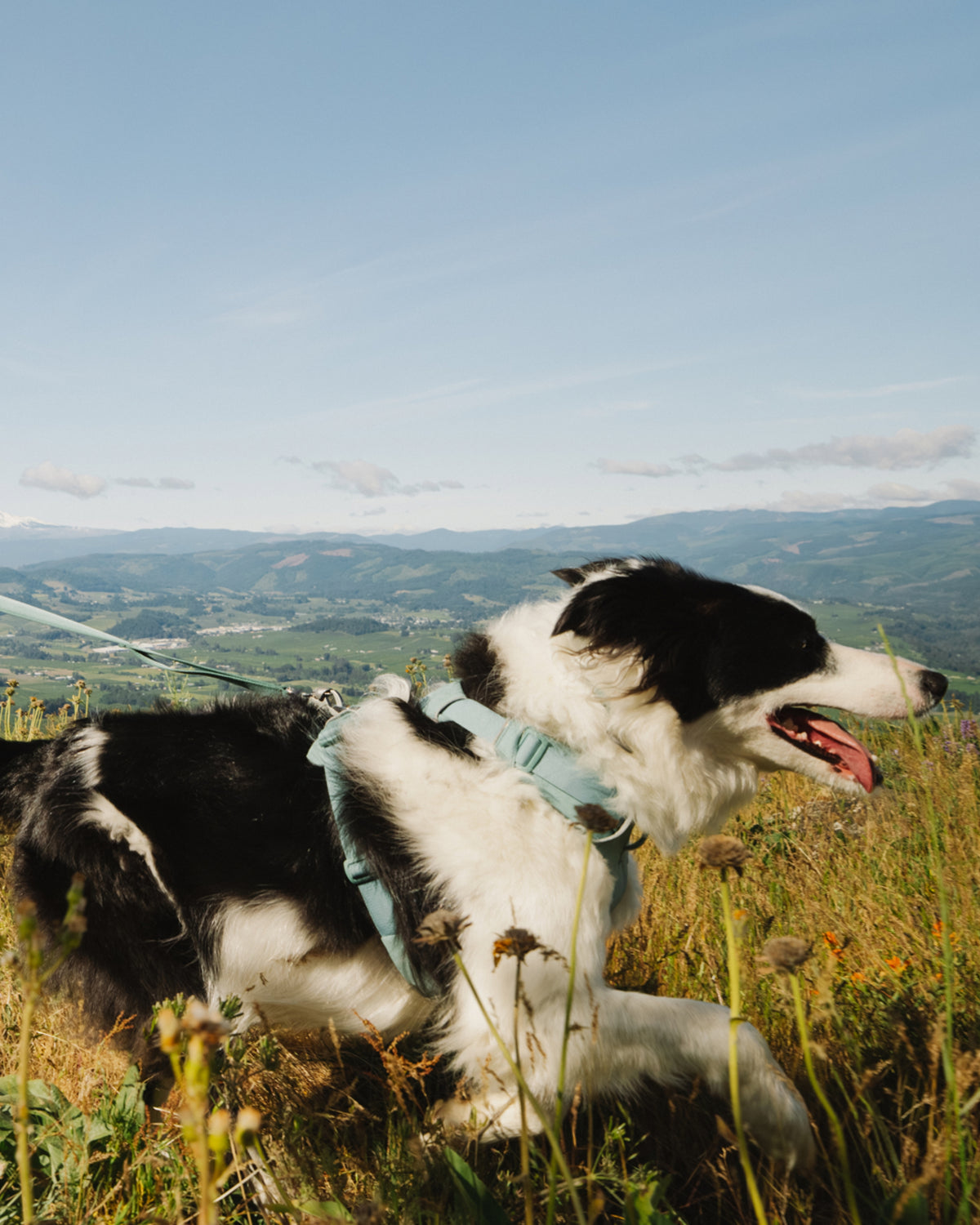 Köpek Gezdirme Tasması Ruffwear Front Range