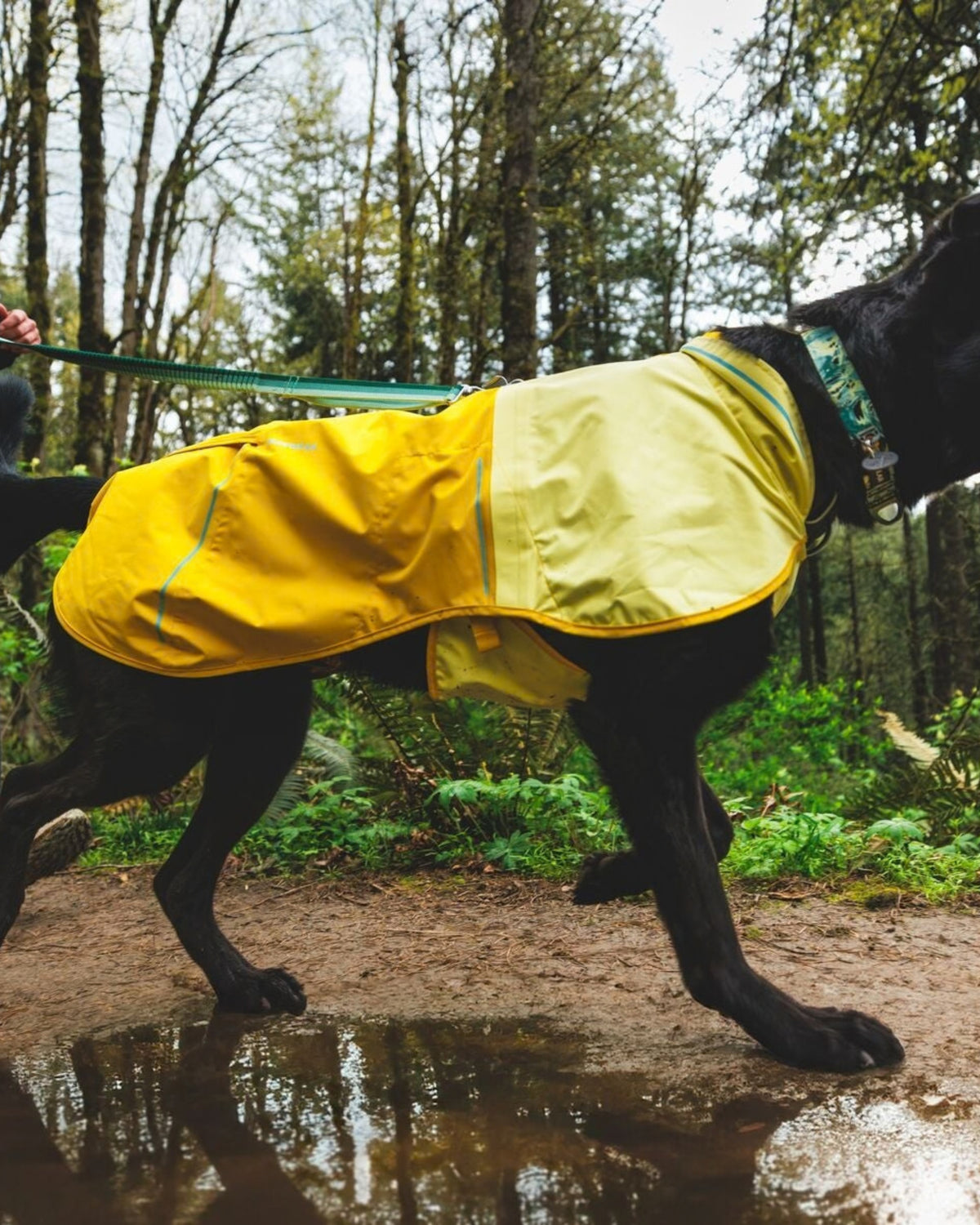 Köpek Yağmurluğu Ruffwear Sun Shower