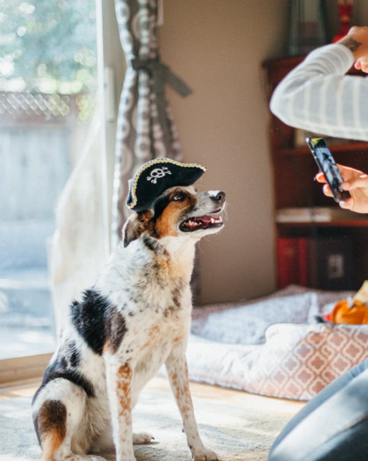 Korsan Şapkası Figürlü Hışırtılı Sesli Siyah Peluş Köpek Oyuncağı P.L.A.Y. Mutt Hatter Pirate Hat
