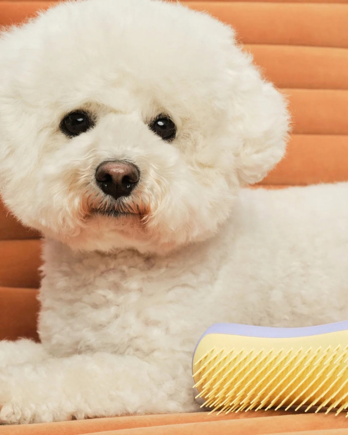 Küçük Irk Köpekler İçin Tüy Açma Fırçası Tangle Teezer Detangling Dog Grooming Brush Small