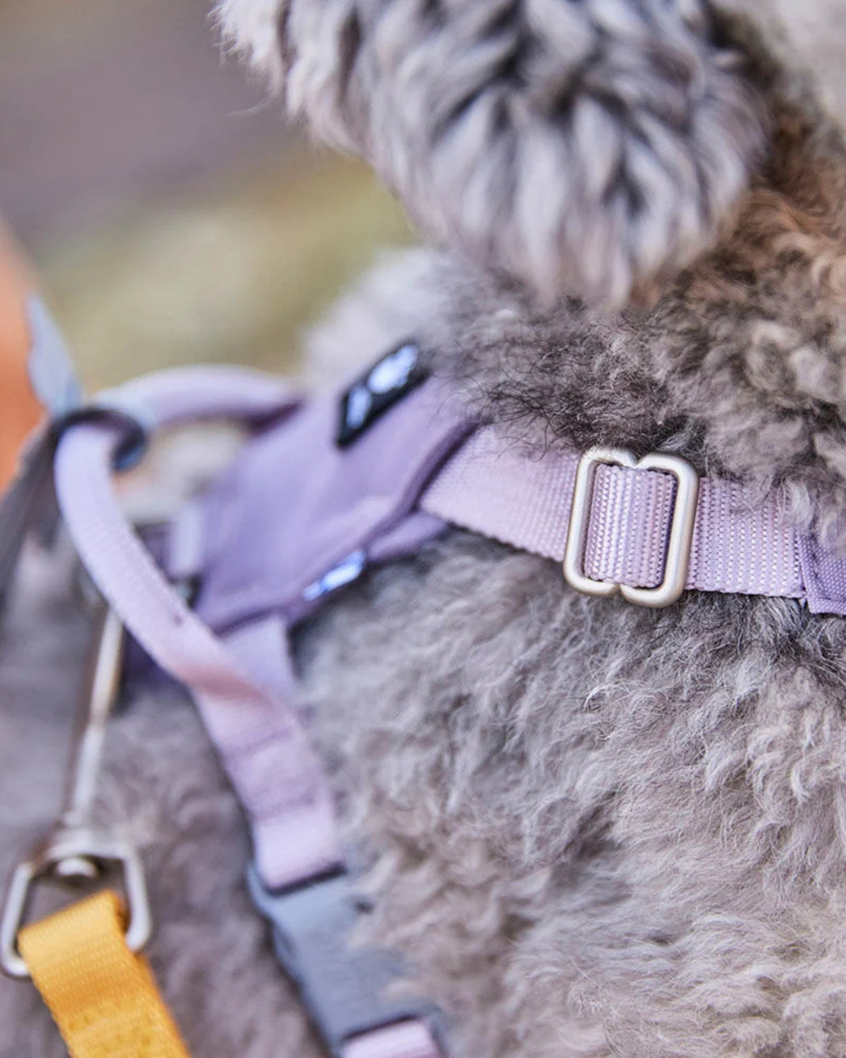 Küçük ve Orta Irk Köpek Göğüs Tasması Hurtta Seeker
