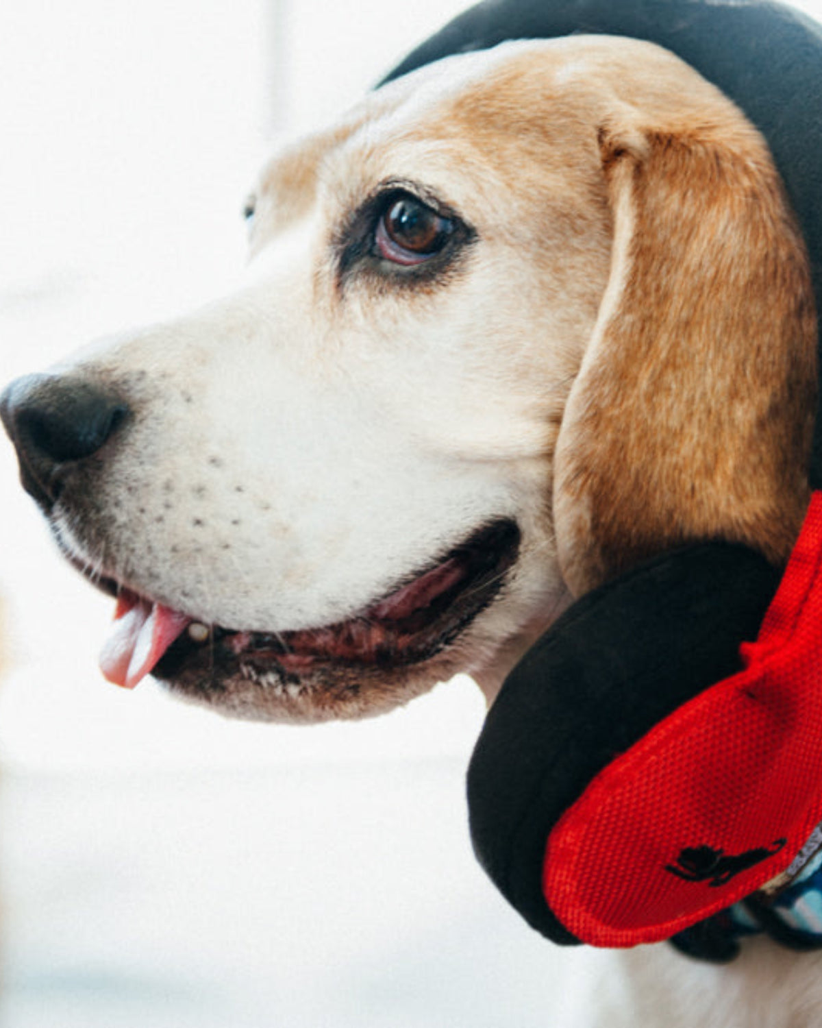 Kulaklık Figürlü Sesli Peluş Köpek Oyuncağı P.L.A.Y. Globetrotter Howling Hound Headphones
