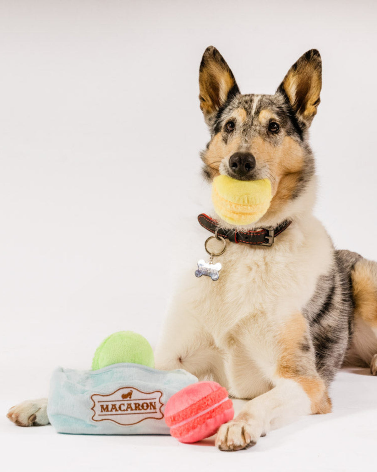 Kutuya Saklanan Makaron Kurabiyeli Hışırtılı Sesli Mini Peluş Köpek Oyuncağı P.L.A.Y. Pup Cup Cafe Mutt-a-rons