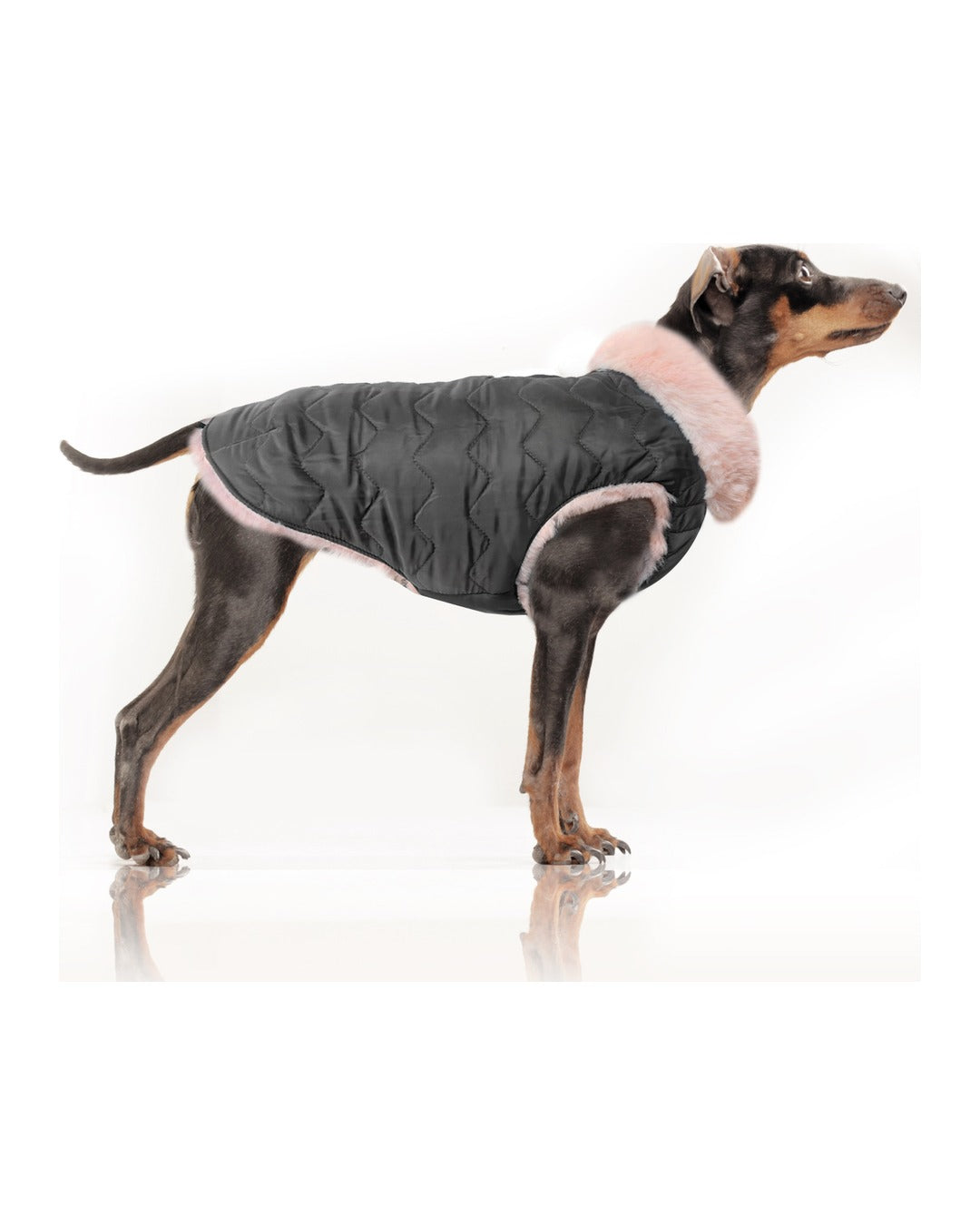 Çift Taraflı Şişme Köpek Montu Milk&Pepper Louise Reversible Puff Jacket