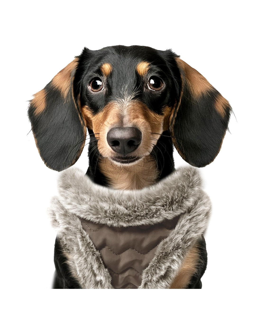 Suni Kürk Astarlı Kapitone Köpek Göğüs Tasması Milk&Pepper Louis Harness Kahverengi