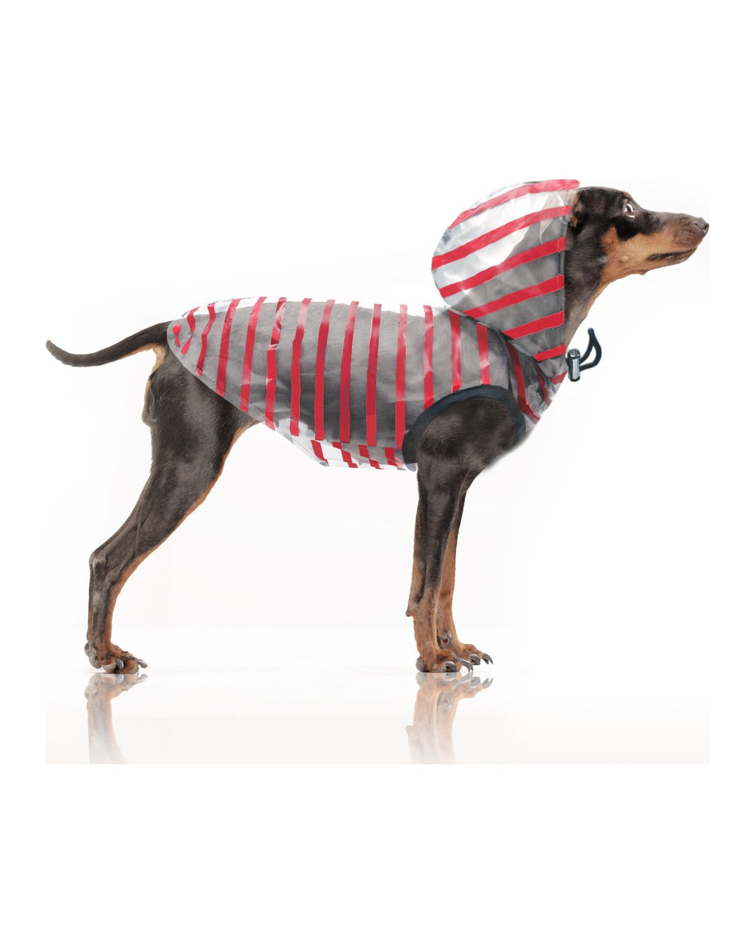 Kapüşonlu Şeffaf Köpek Yağmurluğu Milk&Pepper Arzel Raincoat Kırmızı