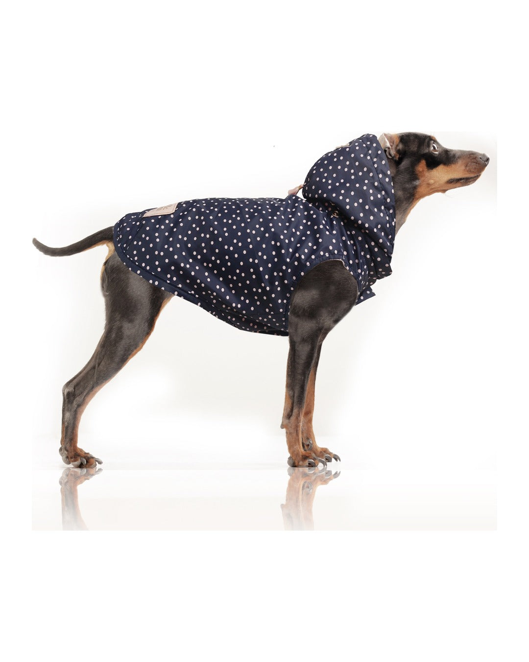 Çıkarılabilir Kapüşonlu Köpek Yağmurluğu Milk&Pepper Constance Raincoat Lacivert