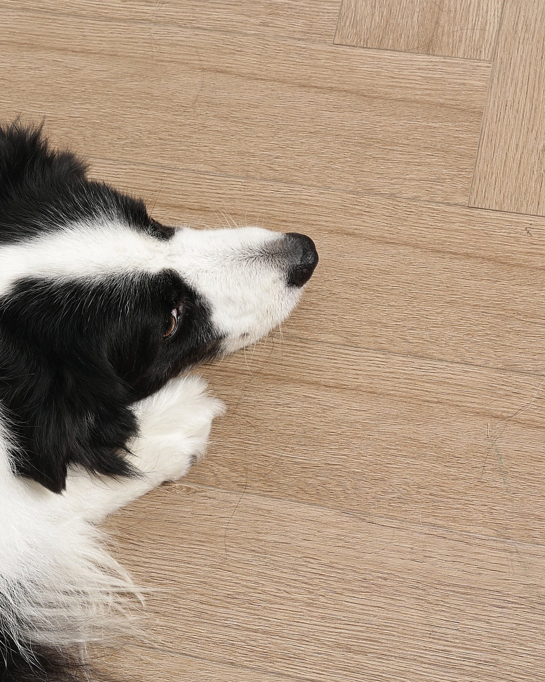 Click & Groom Değiştirilebilir Başlıklı Çift Taraflı Keçe Açıcı Tarak Kedi ve Köpek M-Pets Click and Groom Dematting Comb