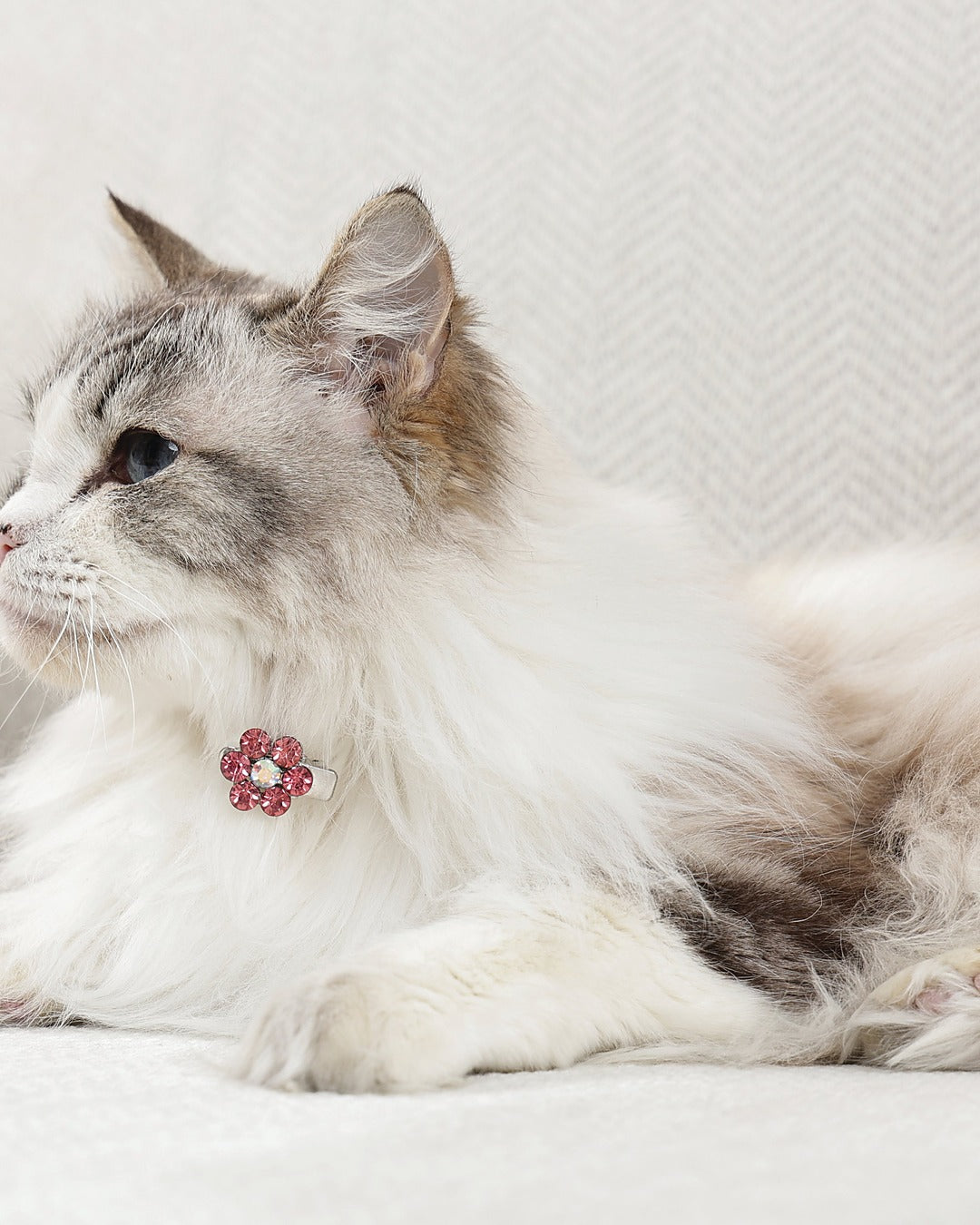 Taşlı Çiçek Tüy Tokası 2'li Pembe Beyaz Kedi ve Küçük Köpek M-Pets GLAM Flower Clip