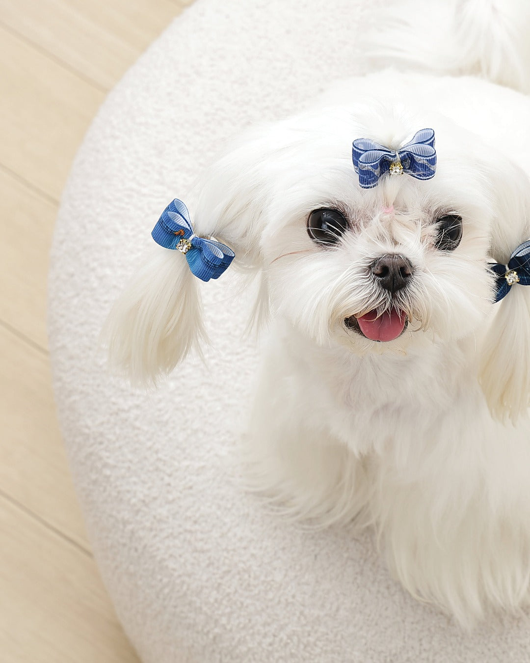 Desenli Fiyonk Tüy Lastiği 3'lü Mavi Kedi ve Küçük Köpek M-Pets GLAM Rubber Band Blue