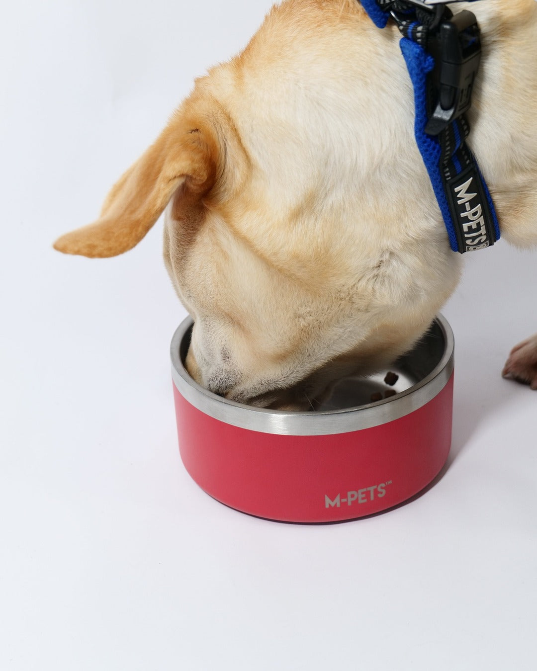 Köpek çift cidarlı çelik kaptan su içiyor