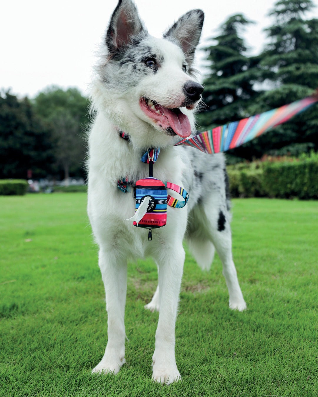 Kaka poşeti aparatı göğüs tasmasına takılı köpek