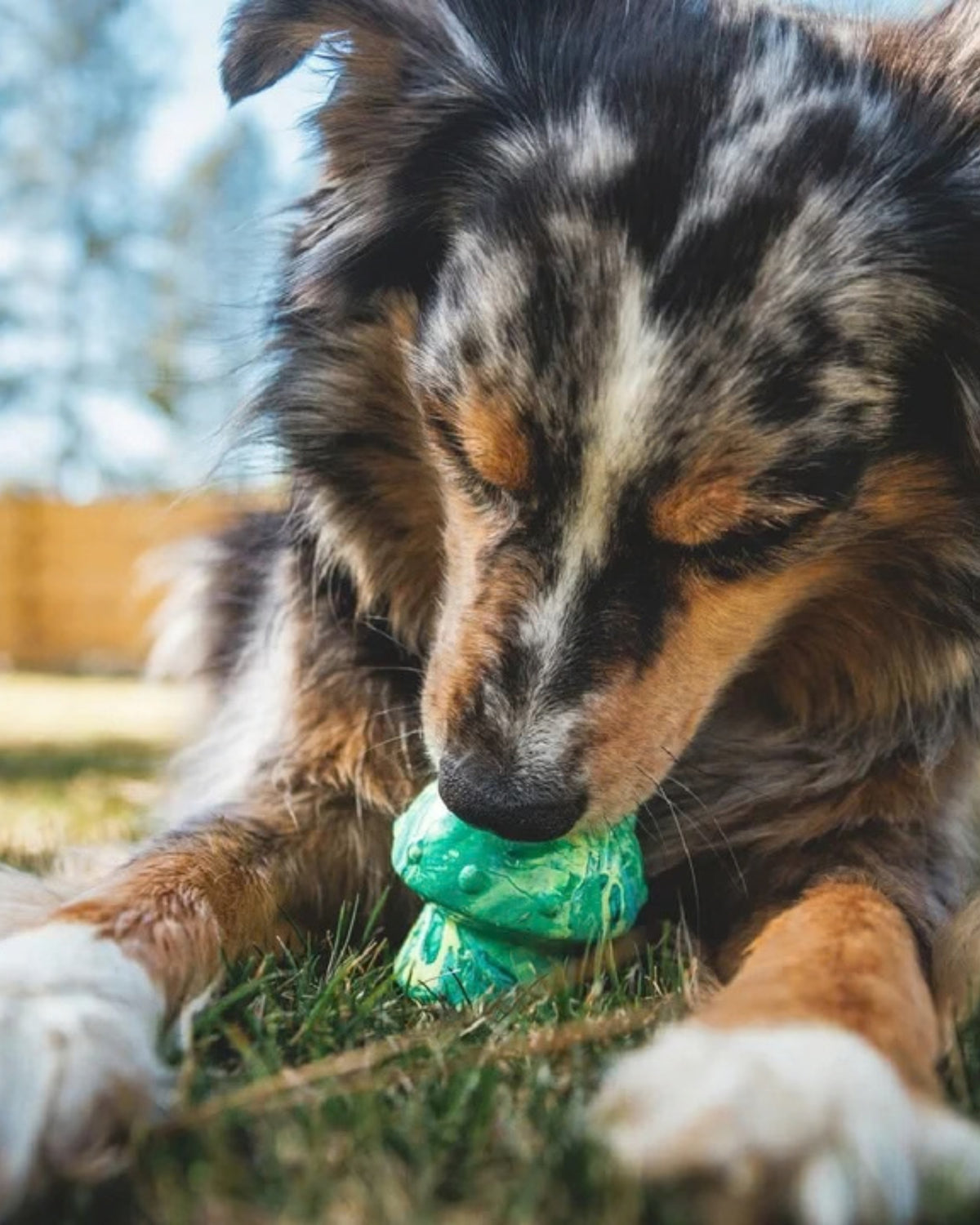 Mantar Şeklinde Ödül Hazneli Köpek Oyuncağı Ruffwear Toadstool Toy