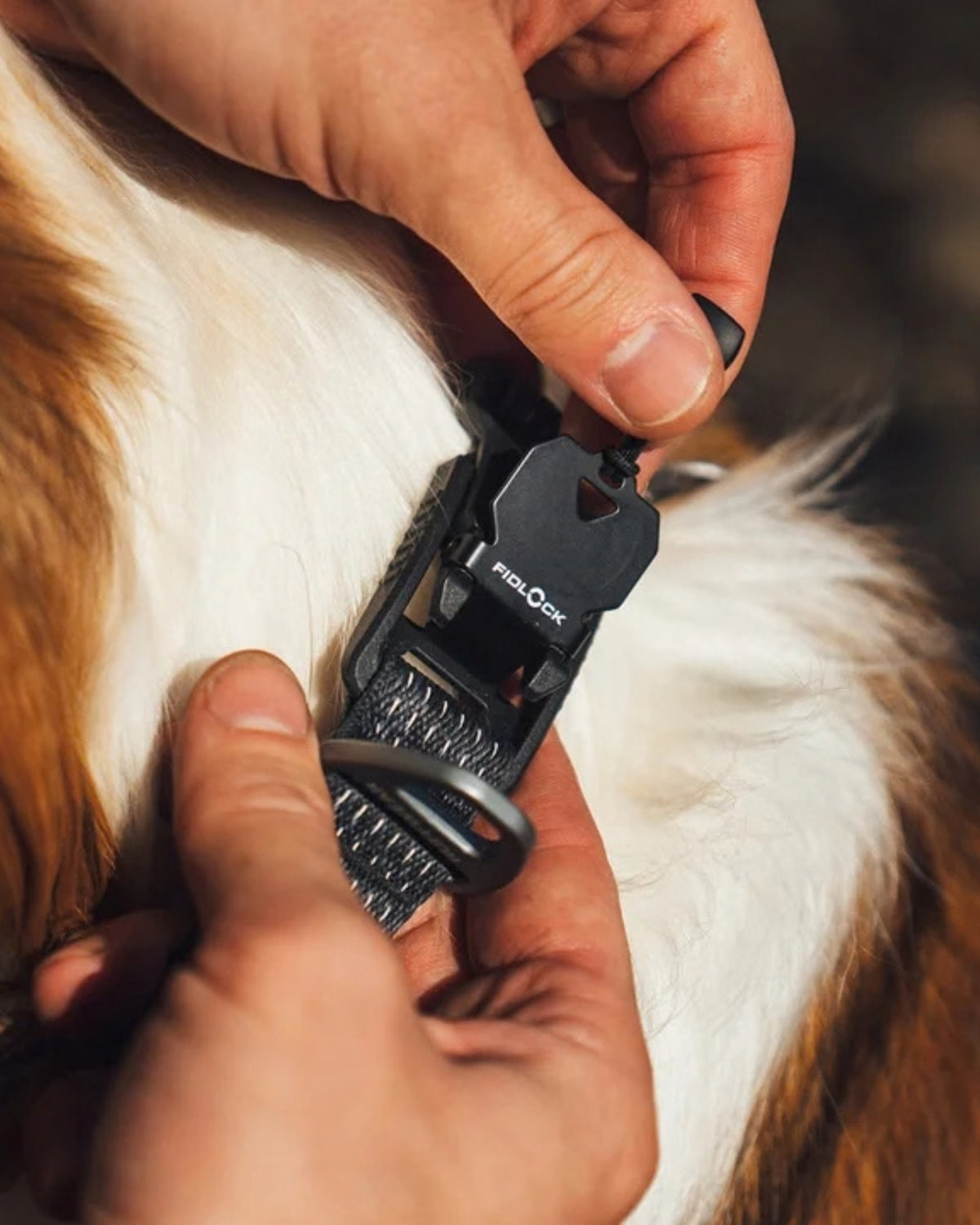 Manyetik Tokalı Reflektörlü Köpek Boyun Tasması Ruffwear Ridgeline Collar