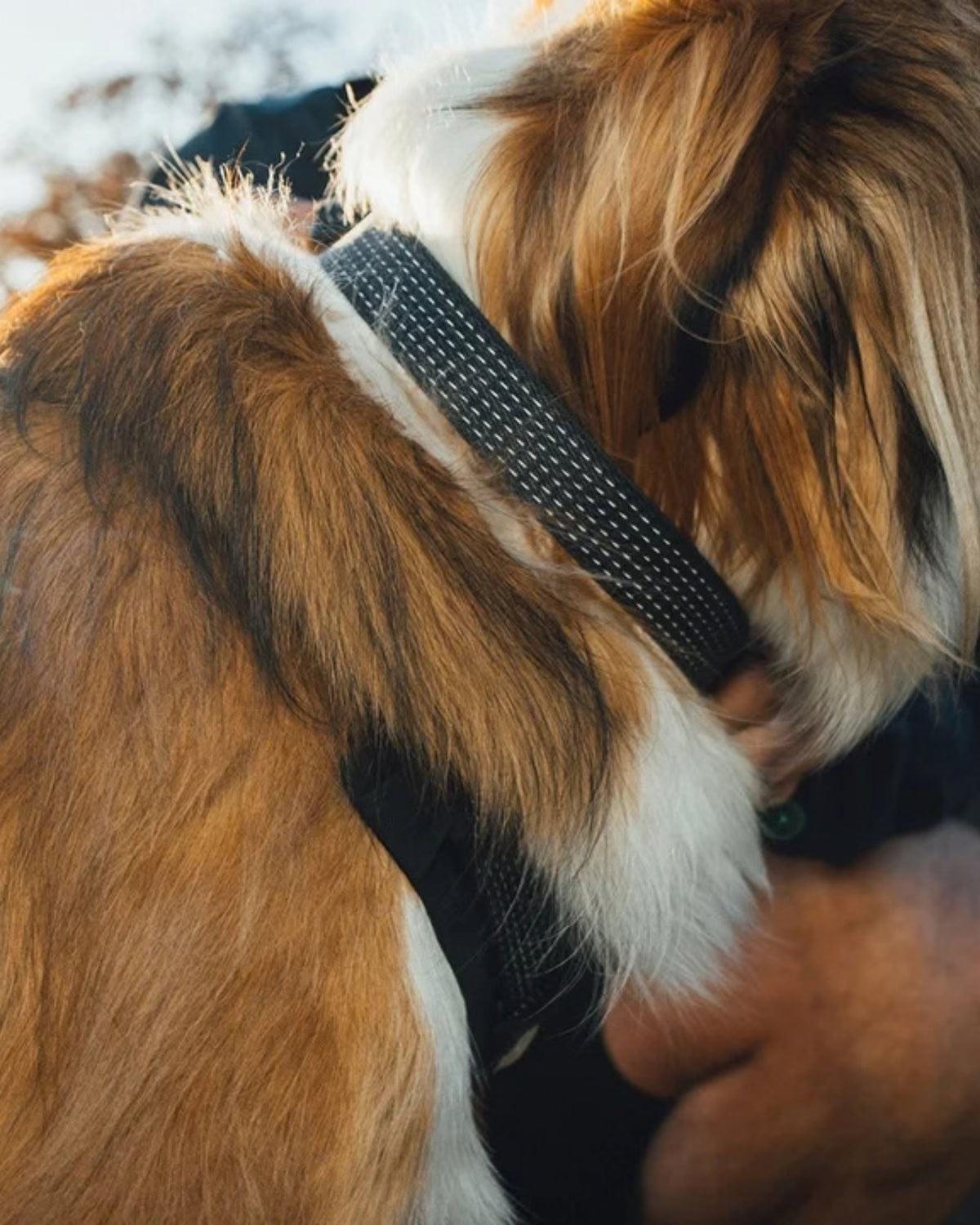 Manyetik Tokalı Reflektörlü Köpek Boyun Tasması Ruffwear Ridgeline Collar