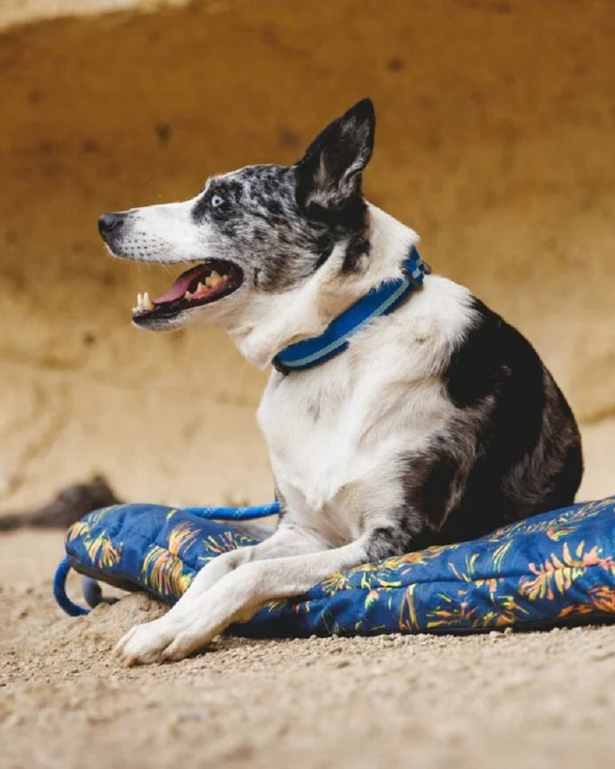Metal Tokalı Reflektörlü Köpek Boyun Tasması Ruffwear Top Rope Dog Collar