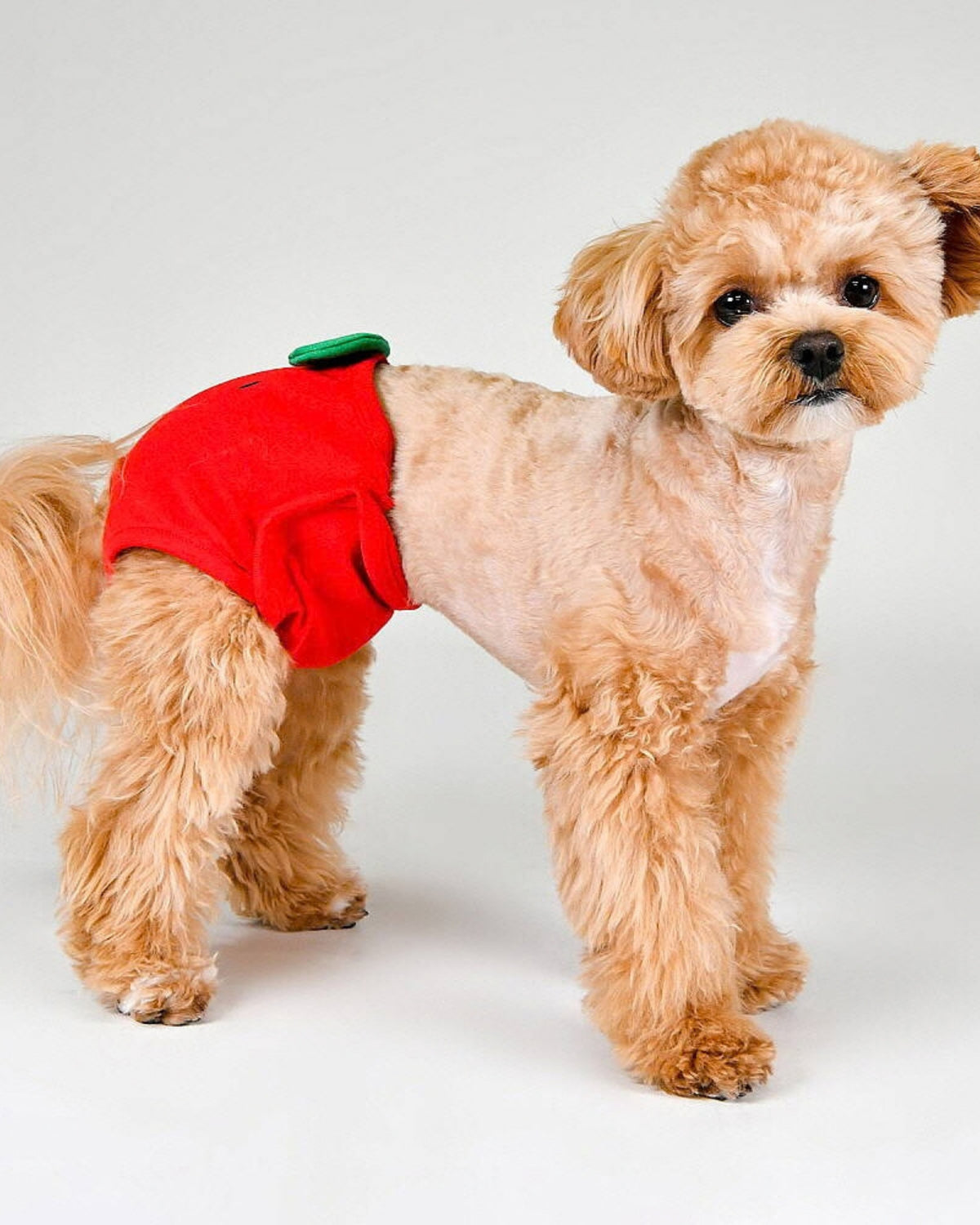 Meyve Desenli Köpek Hijyen Külotu Olchi Berry Peach Panty