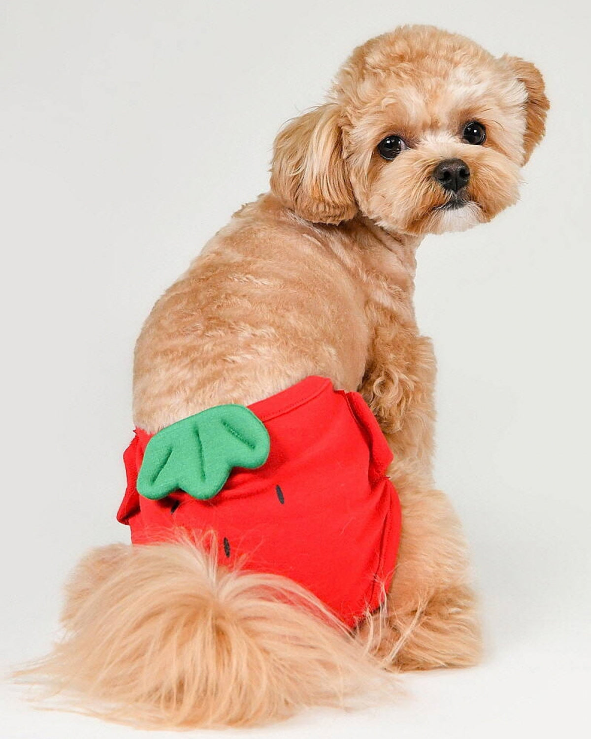 Meyve Desenli Köpek Hijyen Külotu Olchi Berry Peach Panty