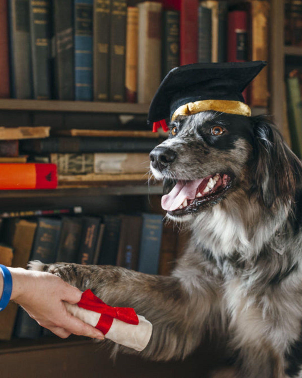 Mezuniyet Kepi ve Diploma Figürlü 2'li Sesli Peluş Köpek Oyuncağı P.L.A.Y. Back to School K9 Scholar