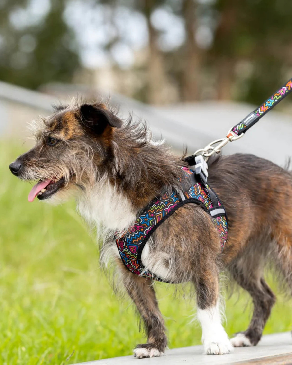 Nefes Alan File Köpek Göğüs Tasması Red Dingo Mesh Harness
