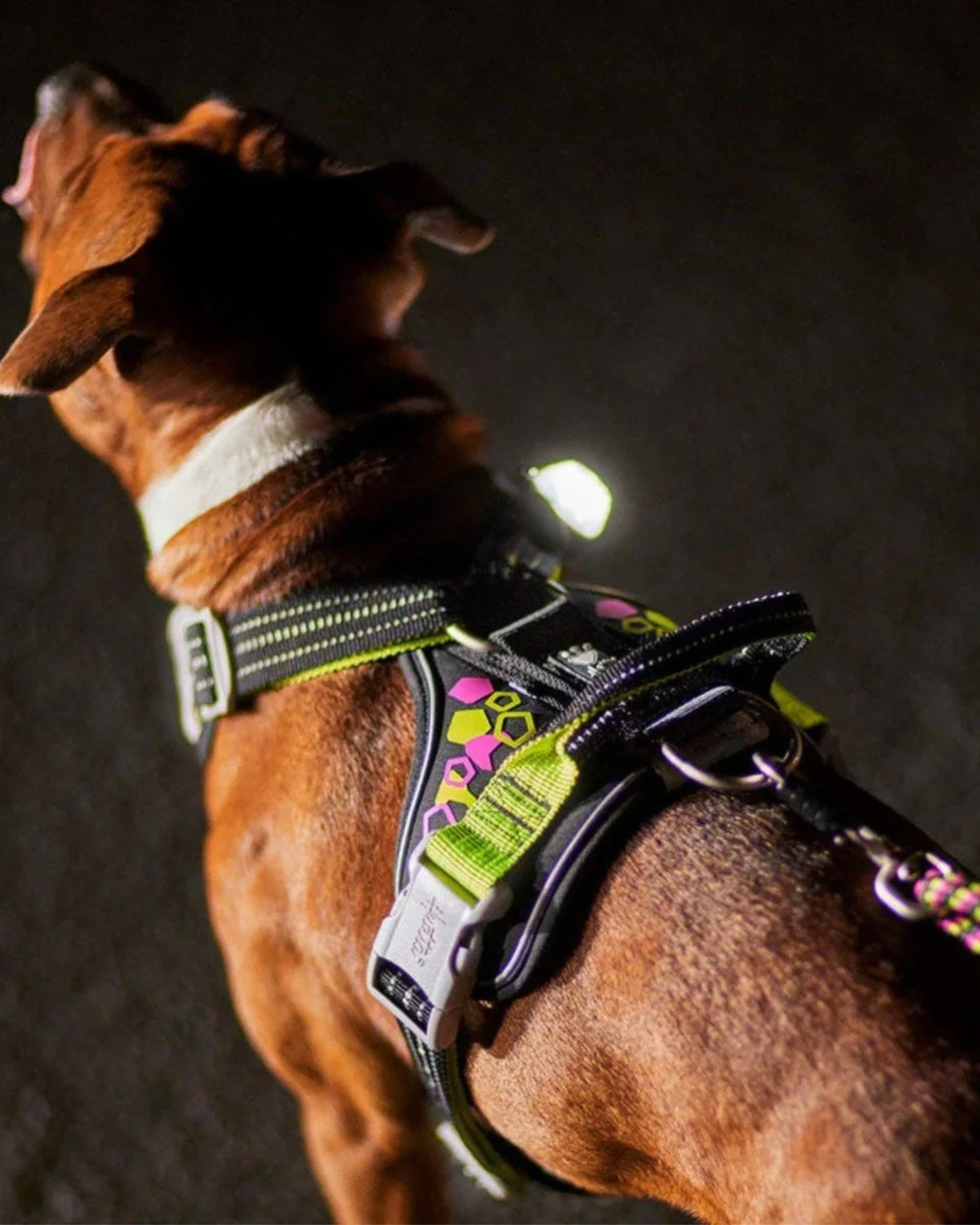 Neon Reflektör Baskılı Tutacaklı Hızlı Takılan Siyah Köpek Göğüs Tasması Hurtta Weekend Warrior Neon