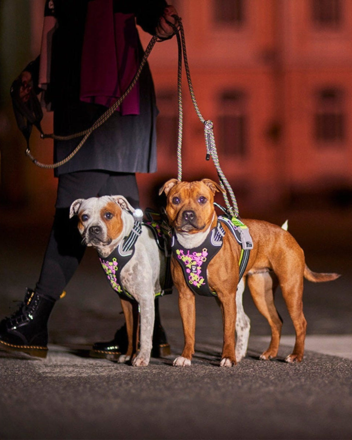 Neon Reflektör Baskılı Tutacaklı Hızlı Takılan Siyah Köpek Göğüs Tasması Hurtta Weekend Warrior Neon