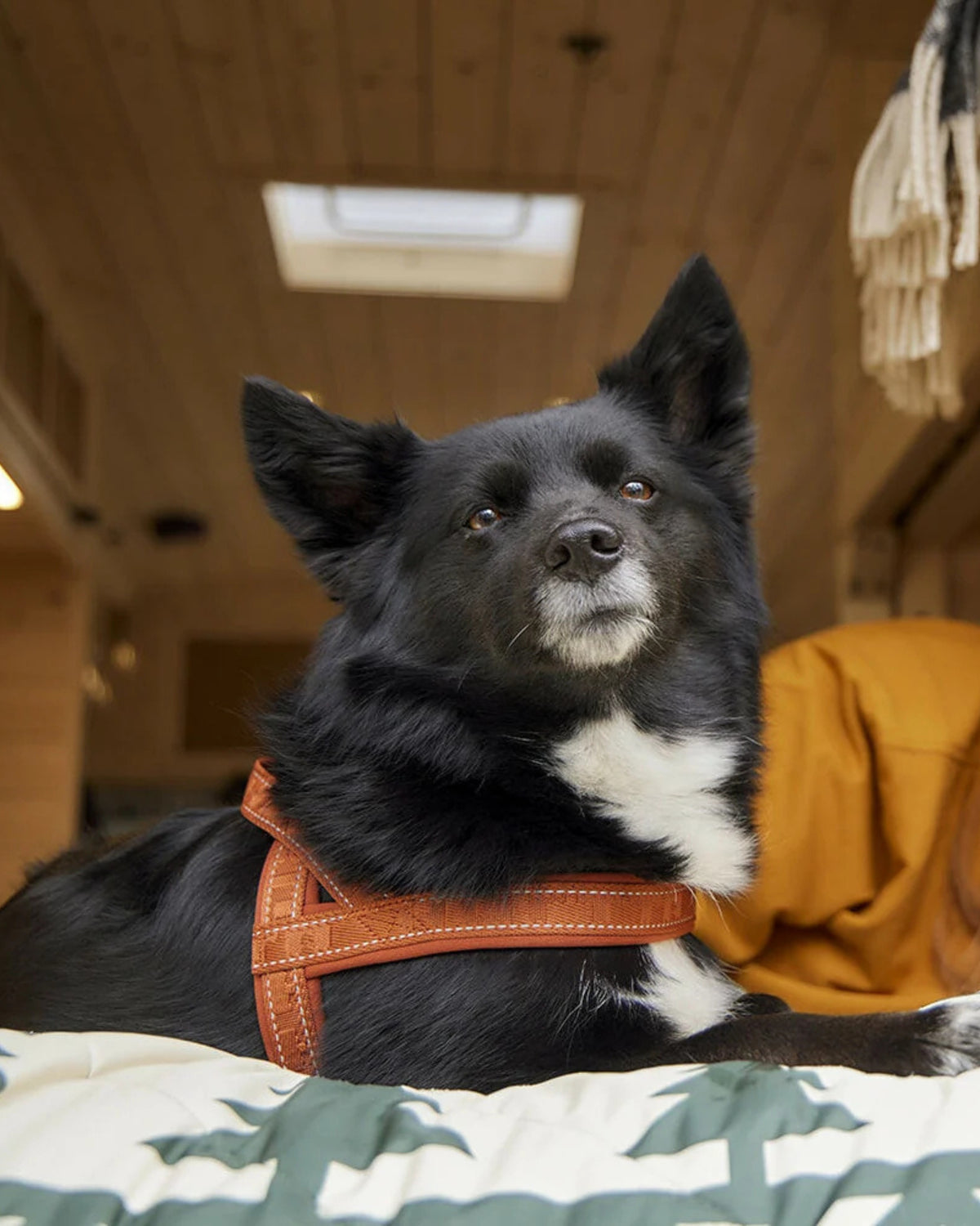 Neopren Dolgulu Köpek Göğüs Tasması Hurtta Casual Harness ECO