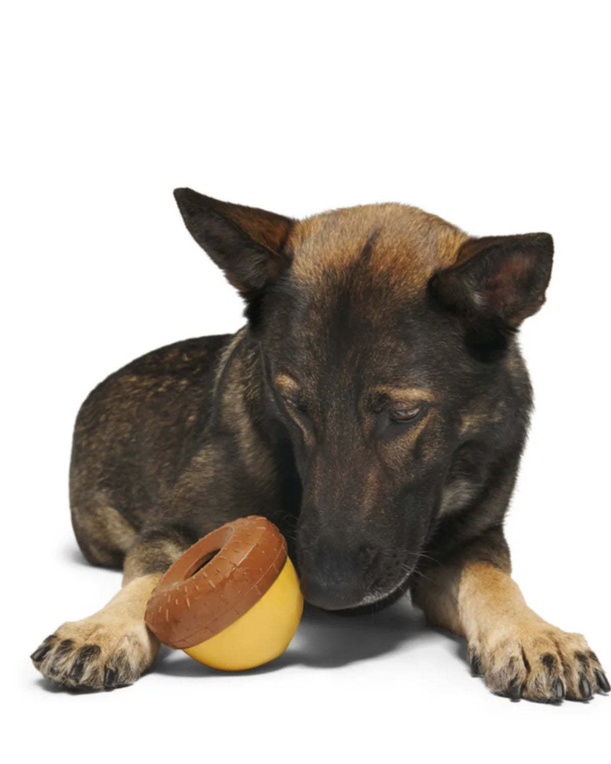 Ödül Doldurulabilir Sallanan Kauçuk Köpek Oyuncağı BARK Acornucopia