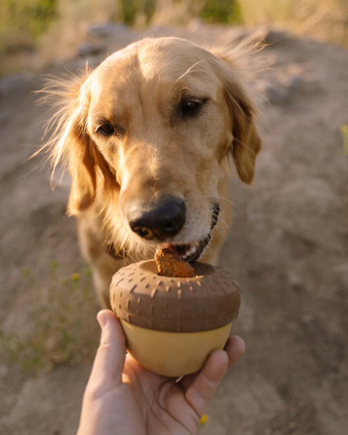 Ödül Doldurulabilir Sallanan Kauçuk Köpek Oyuncağı BARK Acornucopia