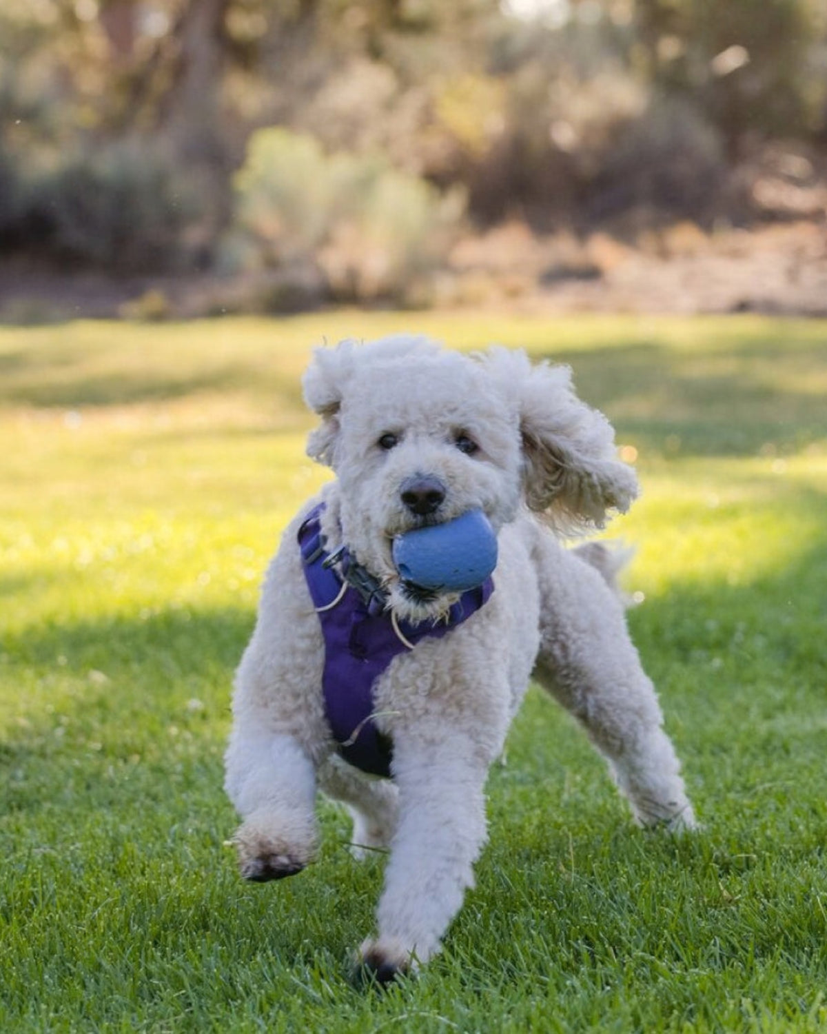 Ödül Haznesi Olan Kauçuk Köpek Oyuncağı Ruffwear Huckama