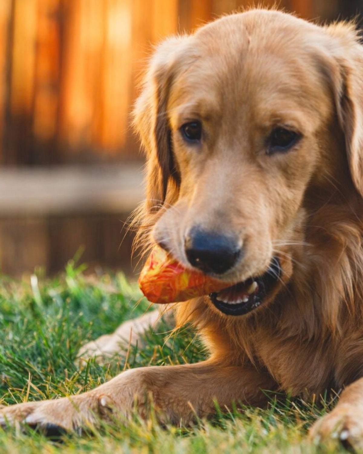 Ödül Haznesi Olan Kozalak Köpek Oyuncağı Ruffwear Gnawt a Cone