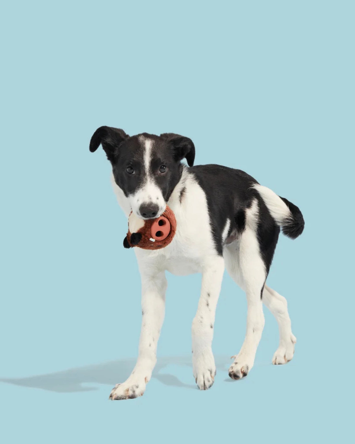 Ödül Doldurulabilir 2'si 1 Arada Sert Çiğneyici Köpek Oyuncağı BARK Wild Boris, M