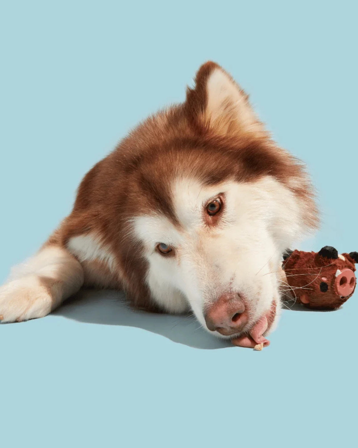 Ödül Doldurulabilir 2'si 1 Arada Sert Çiğneyici Köpek Oyuncağı BARK Wild Boris, M