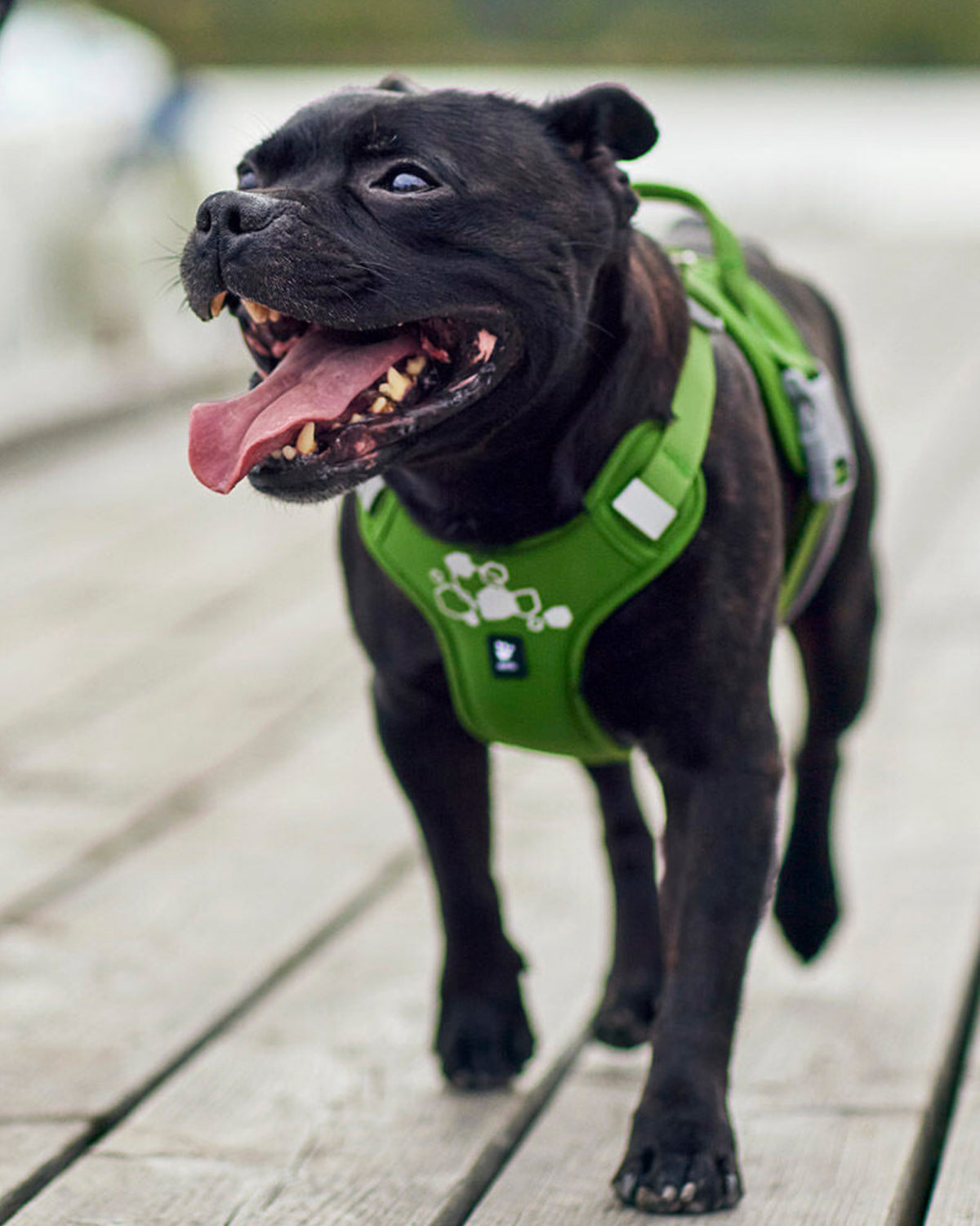 Önden Çift Tokalı Tutamaklı Neopren Dolgulu Reflektörlü Köpek Göğüs Tasması Hurtta Weekend Warrior Harness II ECO