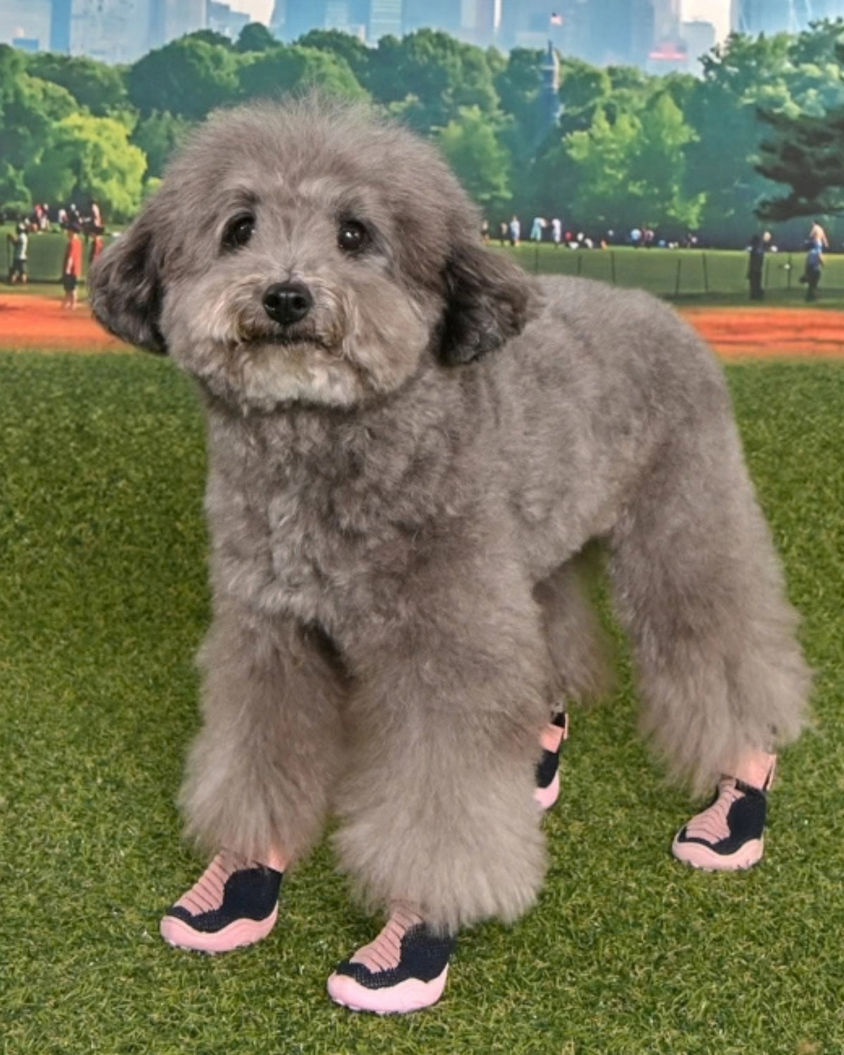 Örgü Kumaş Pembe Köpek Patiği Puppia Knitted Comfort Shoes