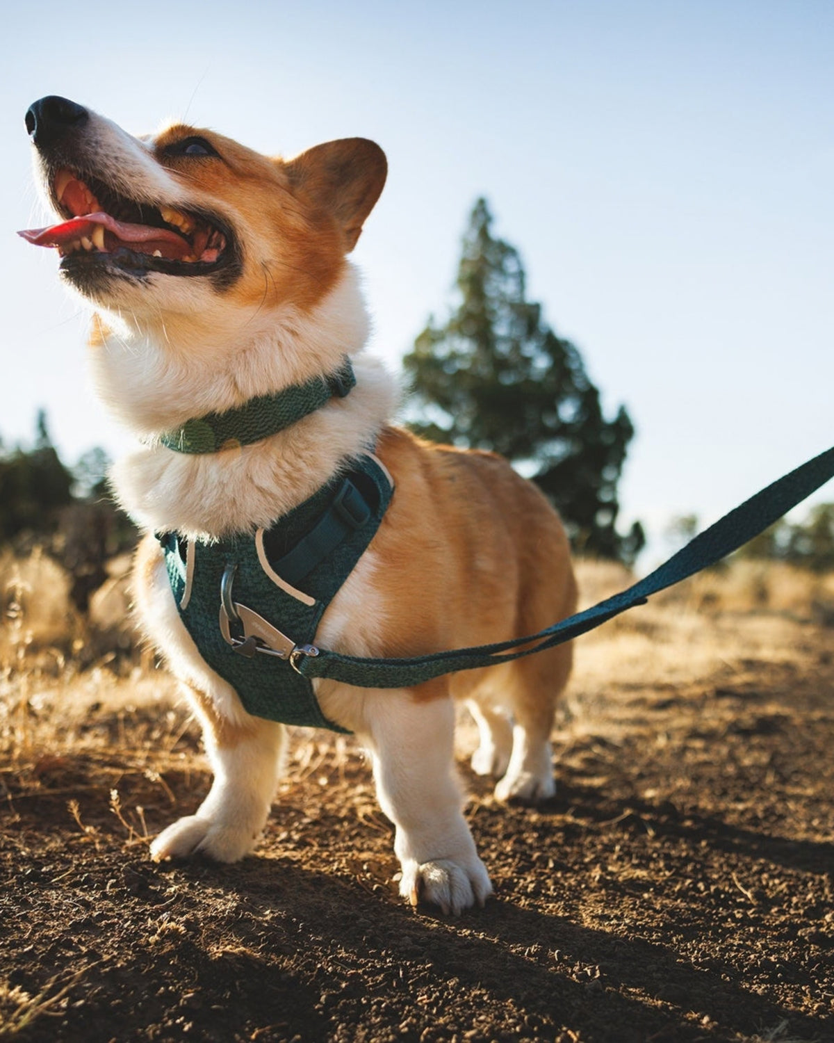Örme Köpek Gezdirme Kayışı Ruffwear Front Range Flex