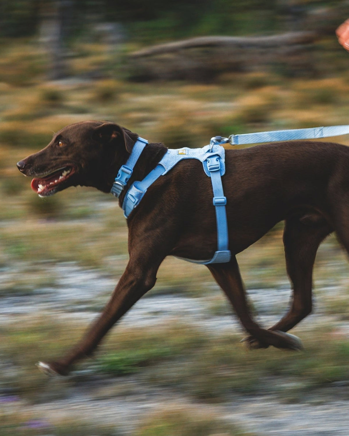 Örme Köpek Gezdirme Kayışı Ruffwear Front Range Flex