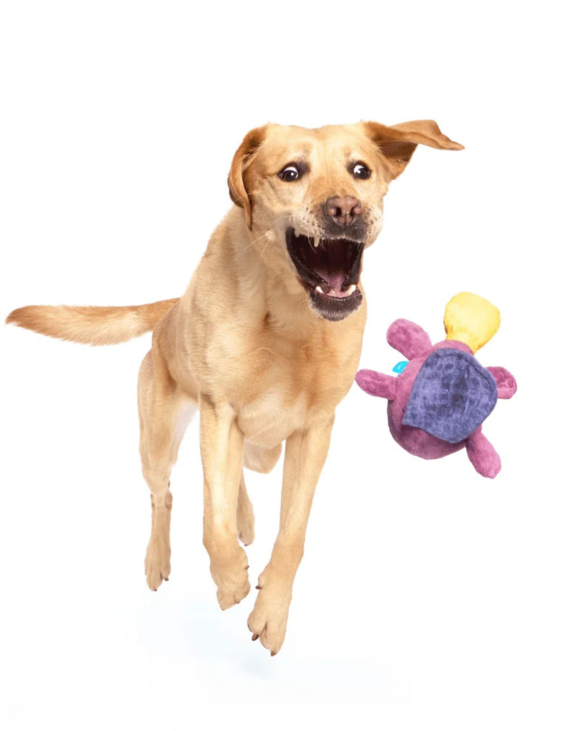 Ornitorenk Figürlü Peluş Köpek Oyuncağı BARK Pippi Platypus