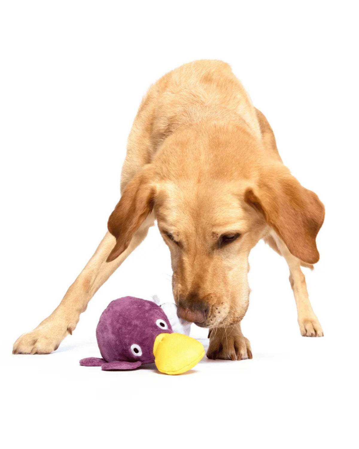 Ornitorenk Figürlü Peluş Köpek Oyuncağı BARK Pippi Platypus